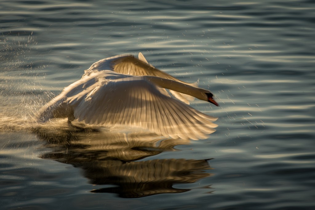 Golden Swan